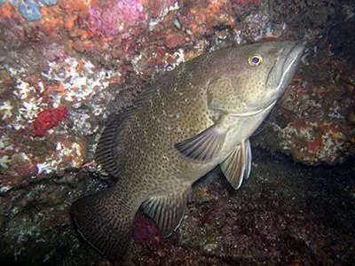 Leopard grouper (Mycteroperca rosacea)