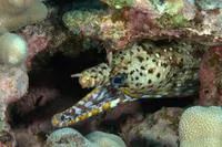 Leopard moray eel (Enchelycore pardalis)