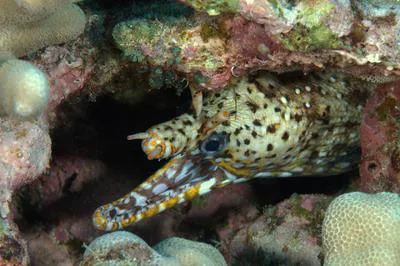 Leopard moray eel (Enchelycore pardalis)