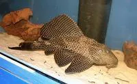 Leopard pleco (Pterygoplichthys gibbiceps)