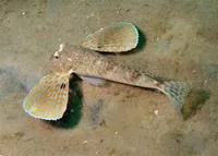 Leopard searobin (Prionotus scitulus)