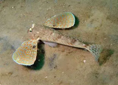 Leopard searobin (Prionotus scitulus)