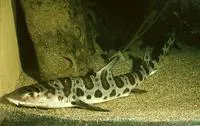 Leopard shark (Triakis semifasciata)