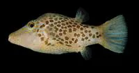 Leopard sharpnose puffer (Canthigaster leoparda)