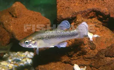 Leopard splitfin (Xenotaenia resolanae)
