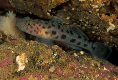 Leopard-spotted goby (Thorogobius ephippiatus)