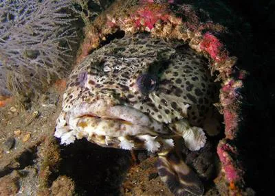 Leopard toadfish (Opsanus pardus)