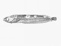 Leprous platanna-klipfish (Xenopoclinus leprosus)
