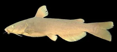 Lerma catfish (Ictalurus dugesii)