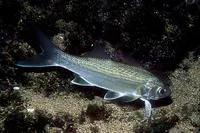 Lesser African threadfin (Galeoides decadactylus)