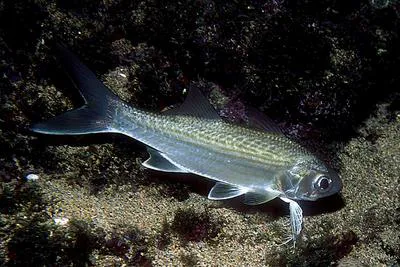Lesser African threadfin (Galeoides decadactylus)