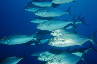 Lesser amberjack (Seriola fasciata)