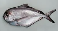 Lesser bream (Brama dussumieri)