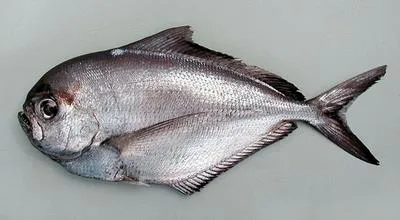 Lesser bream (Brama dussumieri)