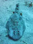 Lesser electric ray (Narcine bancroftii)