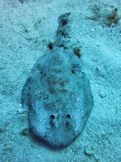 Lesser electric ray (Narcine bancroftii)