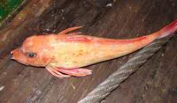 Lesser gurnard (Chelidonichthys queketti)