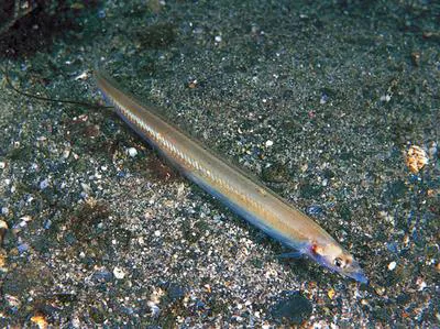 Lesser sand-eel (Ammodytes marinus)