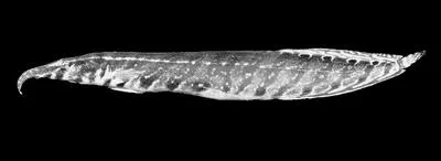Lesser spiny eel (Macrognathus aculeatus)