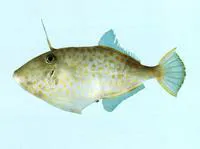 Lesser-spotted leatherjacket (Thamnaconus hypargyreus)