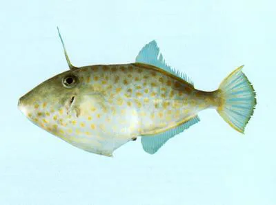 Lesser-spotted leatherjacket (Thamnaconus hypargyreus)