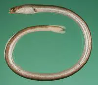 Lesser thrush eel (Moringua macrochir)