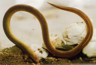Lesser thrush eel (Moringua microchir)