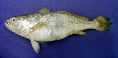 Lesser tigertooth croaker (Otolithes cuvieri)