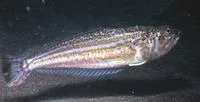 Lesser weever (Echiichthys vipera)