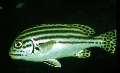Lesson's thicklip (Plectorhinchus lessonii)