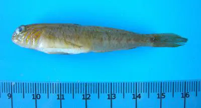 Lesueur's goby (Lesueurigobius suerii)