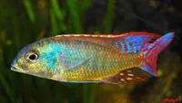 Lethrinops rounded head (Lethrinops marginatus)