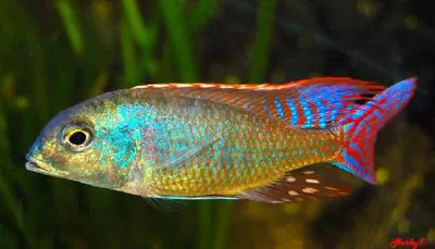Lethrinops rounded head (Lethrinops marginatus)