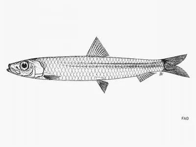 Lewis' round herring (Spratelloides lewisi)