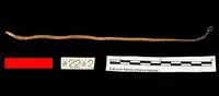 Liberian swamp eel (Monopterus boueti)