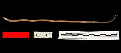 Liberian swamp eel (Monopterus boueti)