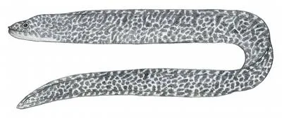 Lichen moray (Gymnothorax hubbsi)