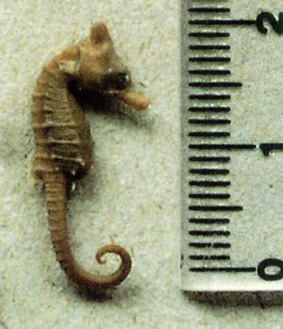 Lichtenstein's Seahorse (Hippocampus lichtensteinii)