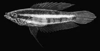 Licorice gourami (Parosphromenus deissneri)