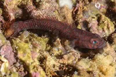 Liechtenstein's goby (Corcyrogobius liechtensteini)