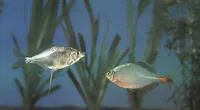 Light's bitterling (Rhodeus lighti)