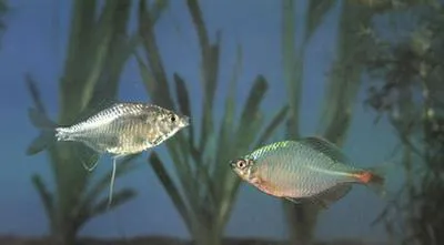 Light's bitterling (Rhodeus lighti)