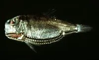 Lightfish (Ichthyococcus ovatus)