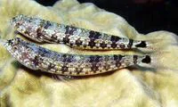 Lighthouse lizardfish (Synodus jaculum)