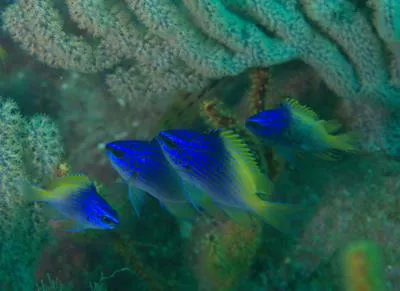 Limbaugh's damselfish (Chromis limbaughi)