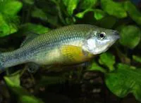 Limones splitfin (Ilyodon xantusi)