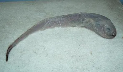 Limp eelpout (Melanostigma gelatinosum)