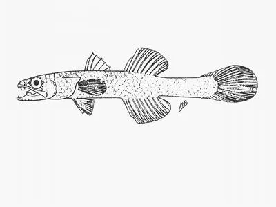 Limpid cardinal (Pseudamiops pellucidus)