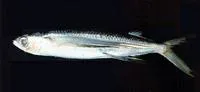 Limpid-wing flyingfish (Cheilopogon unicolor)