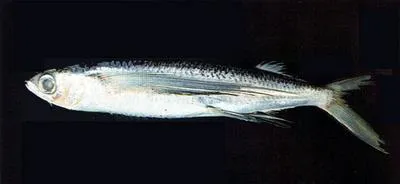 Limpid-wing flyingfish (Cheilopogon unicolor)